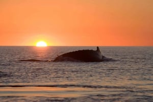 Private Sunset Dinner with Snorkeling on the west coast