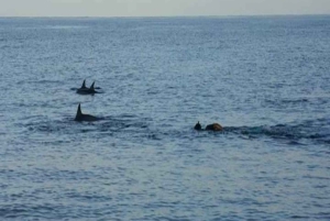 Private: Whales and dolphins watching,Swimming with dolphins