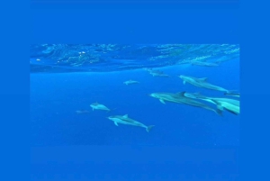 Private: Whales and dolphins watching,Swimming with dolphins