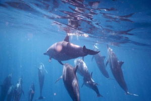 Private: Whales and dolphins watching,Swimming with dolphins