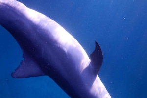 Private: Whales and dolphins watching,Swimming with dolphins