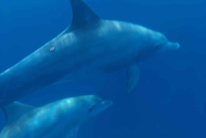 Private: Whales and dolphins watching,Swimming with dolphins