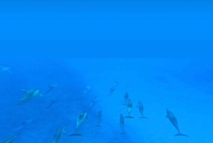 Private: Whales and dolphins watching,Swimming with dolphins