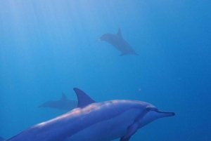 Private: Whales and dolphins watching,Swimming with dolphins