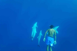 Private: Whales and dolphins watching,Swimming with dolphins