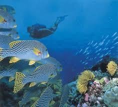 Pro Dive Mauritius