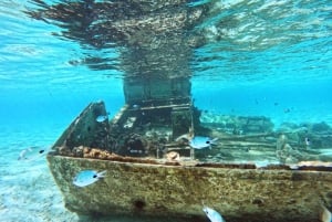 Experiencia exclusiva: delfines y sabores del mar