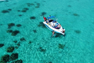 Experiencia exclusiva: delfines y sabores del mar