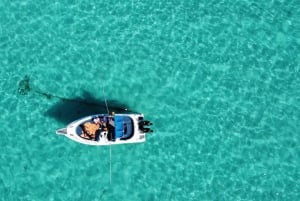 Experiencia exclusiva: delfines y sabores del mar