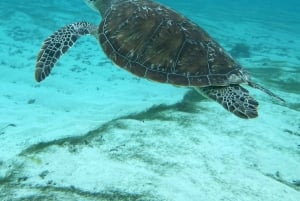 Experiencia exclusiva: delfines y sabores del mar