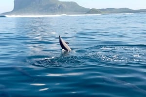 Experiencia exclusiva: delfines y sabores del mar