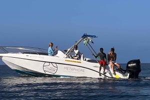 Experiencia exclusiva: delfines y sabores del mar