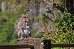 Signature South West Full day with visit to 3 parks & Lunch