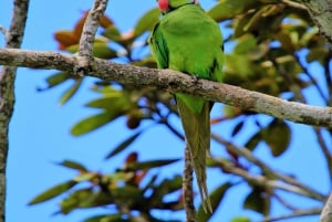 Signature South West Full day with visit to 3 parks & Lunch