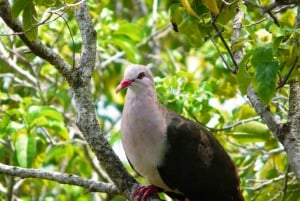 Signature South West Full day with visit to 3 parks & Lunch