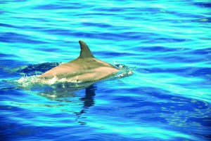 Mauritius: Snorkel and Swim with Dolphins on Speedboat Tour