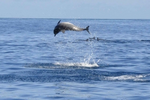 Snorkel with Dolphin in West, Visit Ile aux Cerfs isle East