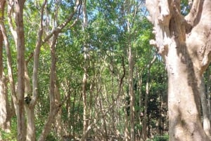 Tour del Sud Ovest di Mauritius