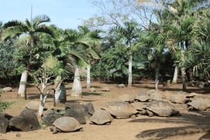 Tour privato del sud di Mauritius con Valles Des Couleur