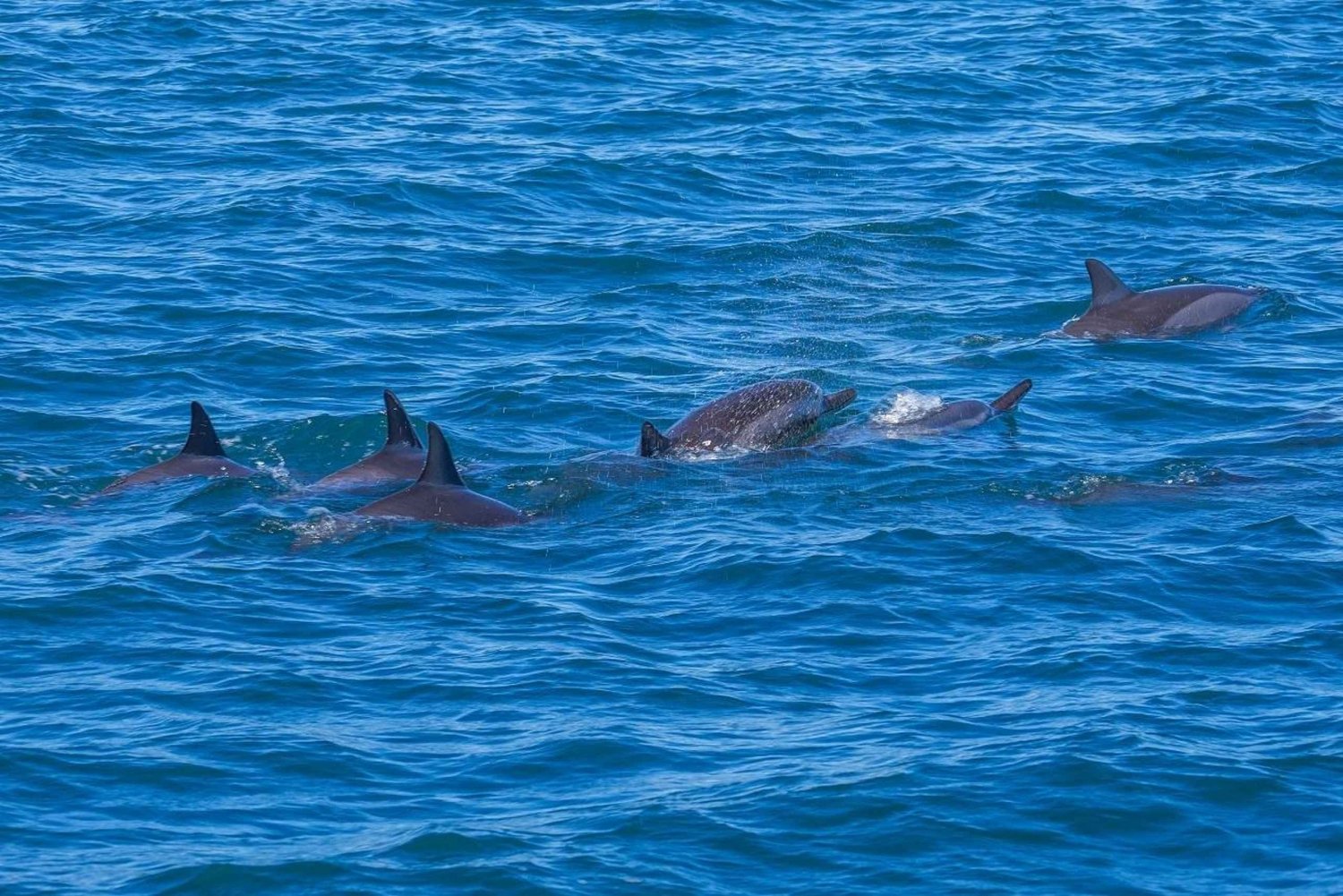 Speedboat to Ile aux Benitier: Dolphin Encounter & Lunch