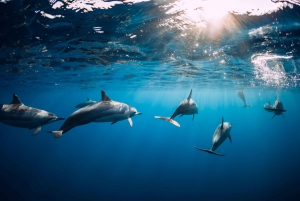 Speed boat to Ile aux Benitier: Dolphin Encounter & Lunch