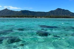 Excursão de barco rápido: Ilha aux Bénitier/Golfinhos/Rocha Crystal