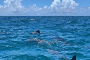 Speedboat excursion: Ile aux Bénitier/Dauphins/ Roche Crystal