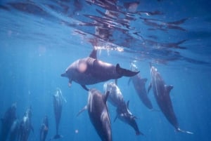 Alba, avvistamento dei delfini, nuoto, snorkeling e Crystal Rock