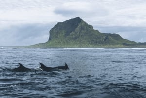 Tamarin: Delfiner, Crystal Rock, Benitiers Island, lunsj