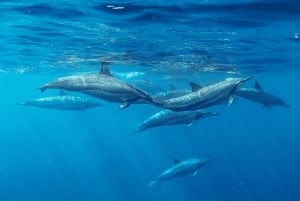 Tamarin: Delfiner, Crystal Rock, Benitiers Island, lunsj