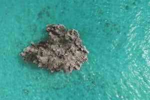 Tamarin: Delfiner, Crystal Rock, Benitiers Island, lunsj