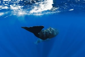 Tamarin: Delfiner, Crystal Rock, Benitiers Island, lunsj