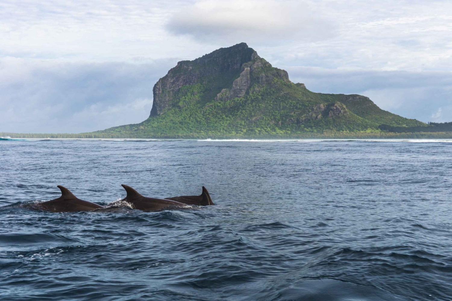 Swim with Friendly Dolphins, Benitiers Island & BBQ at Sea.