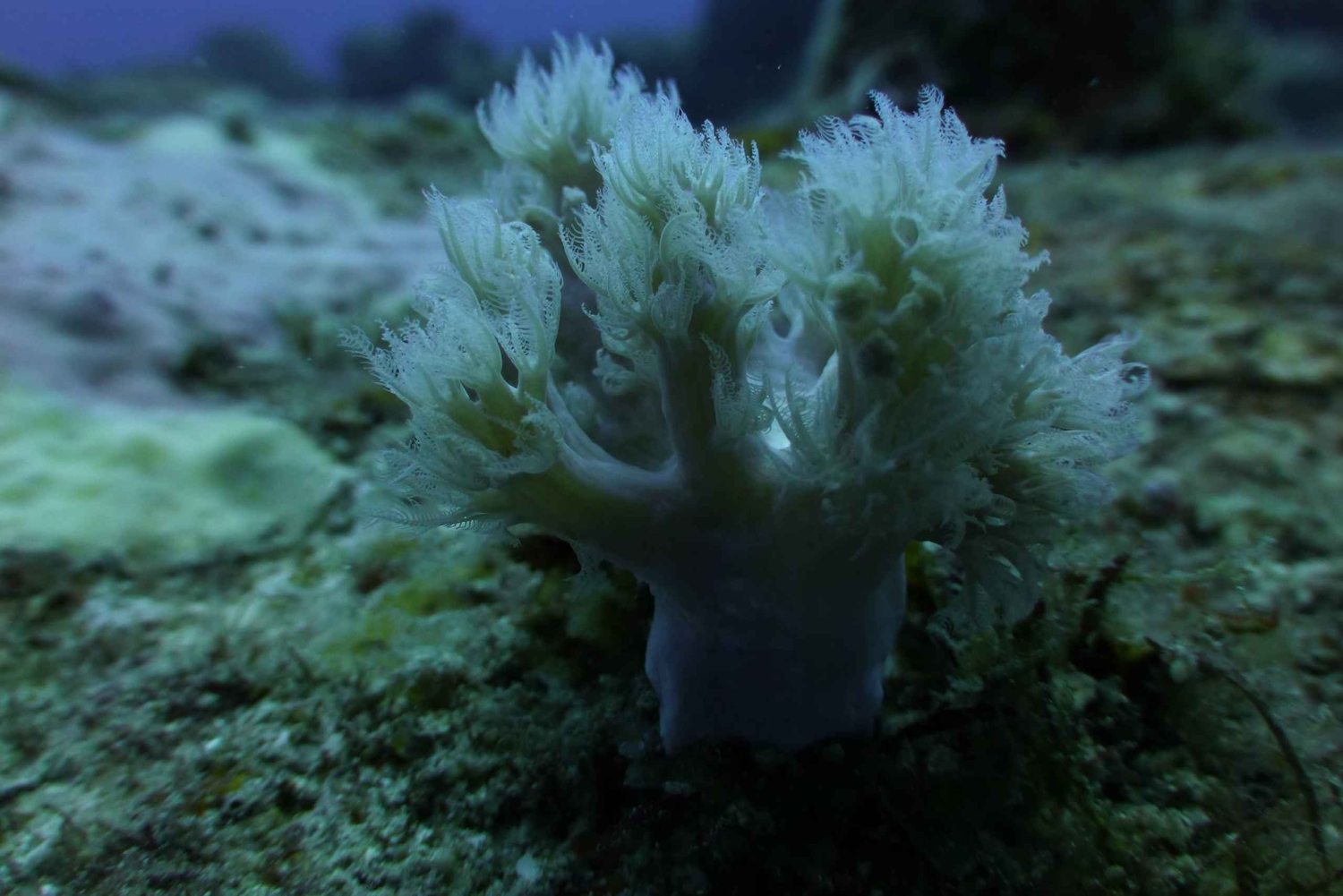 タマリン湾：初心者向けスキューバダイビング体験