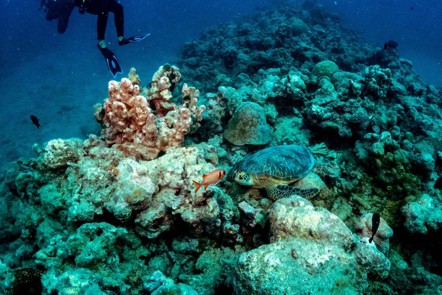 タマリン湾：初心者向けスキューバダイビング体験