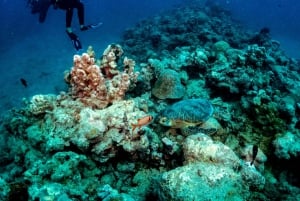 タマリン湾：初心者向けスキューバダイビング体験