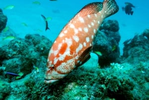 タマリン湾：初心者向けスキューバダイビング体験