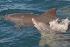 Tamarin: Snorkling med delfiner, Crystal Rock, Ile aux Benitiers, frokost