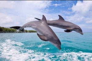 Tamarin: Snorkling med delfiner, Crystal Rock, Ile aux Benitiers, frokost