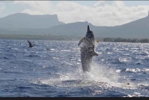 Tamarin: Snorkling med delfiner, Crystal Rock, Ile aux Benitiers, frokost