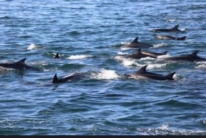 Tamarin: Snorkling med delfiner, Crystal Rock, Ile aux Benitiers, frokost