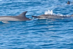 Tamarin: Snorkling med delfiner, Crystal Rock, Ile aux Benitiers, frokost