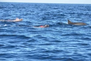 Tamarin: Snorkling med delfiner, Crystal Rock, Ile aux Benitiers, frokost