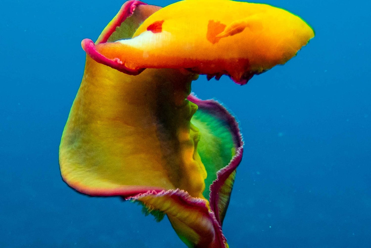 Tamarin : plongée d'exploration