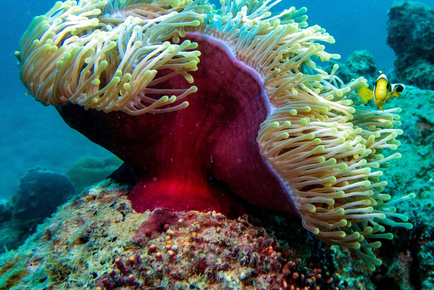 Tamarin : plongée d'exploration