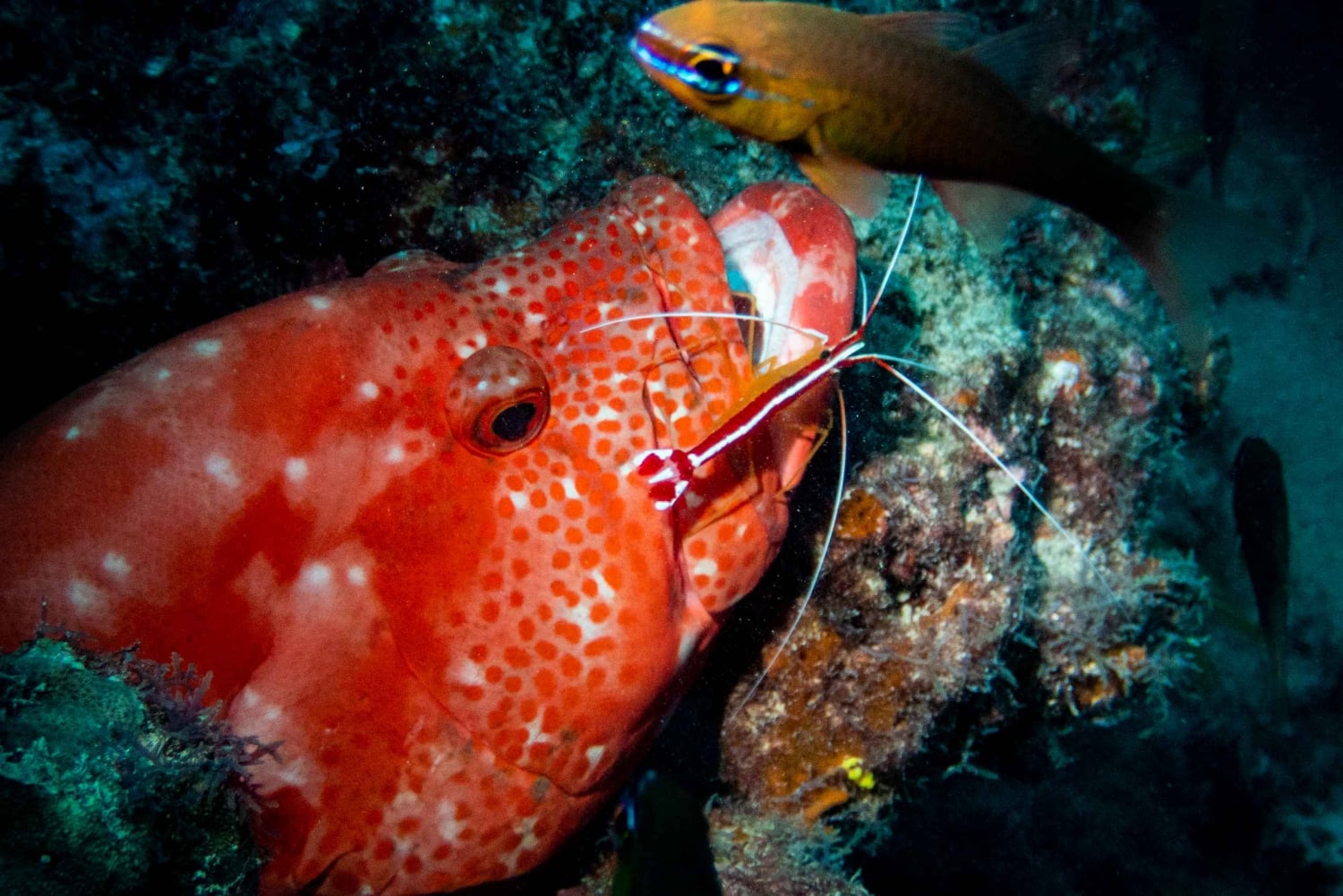 Tamarin : plongée d'exploration