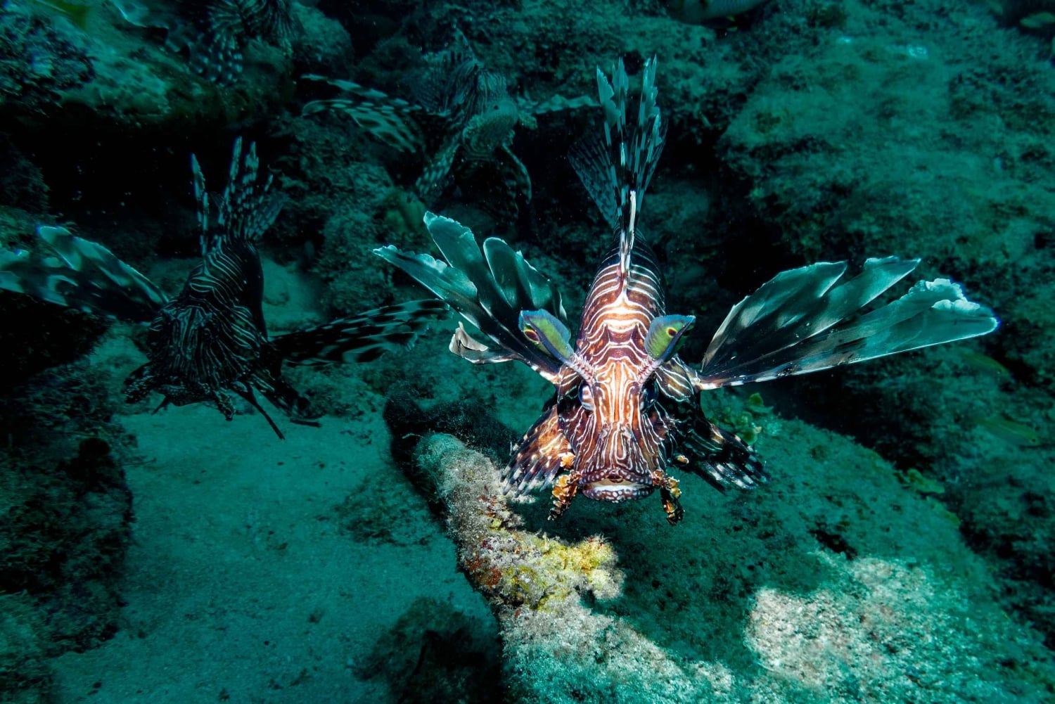 Tamarin : plongée d'exploration