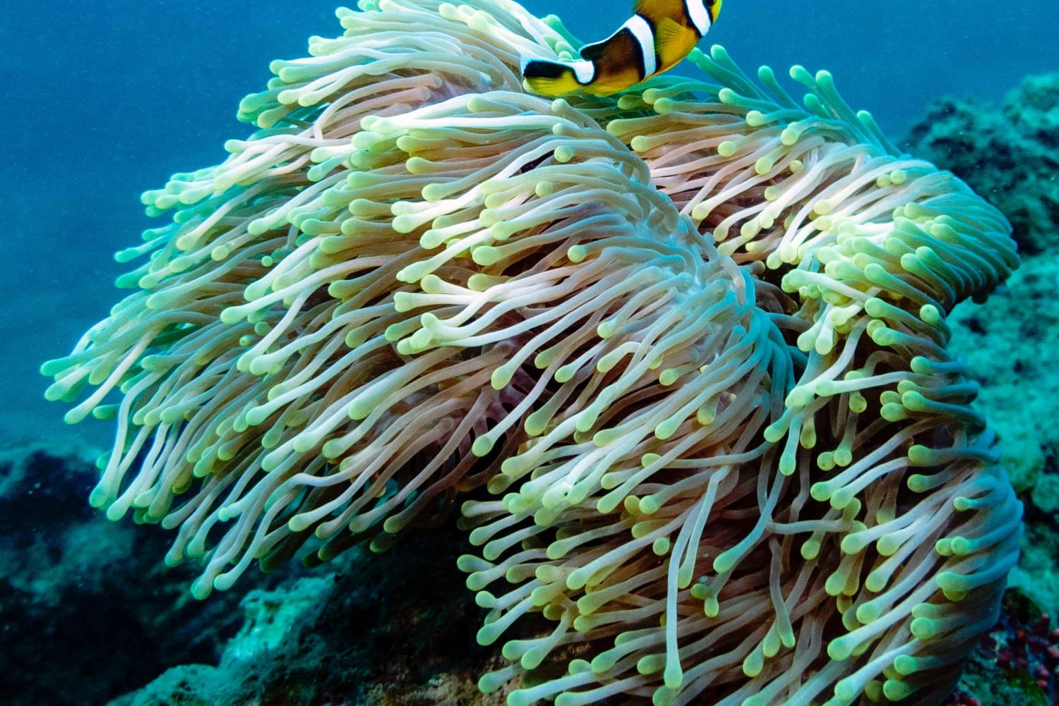 Tamarin : plongée d'exploration