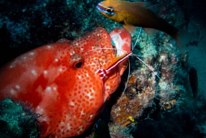 Tamarin : plongée d'exploration