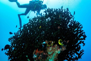 Tamarin : plongée d'exploration